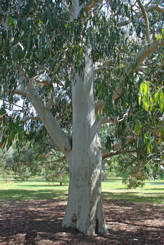 A Eucalyptus viminalis Tree, Kew Gardens, London, England, Great Britain