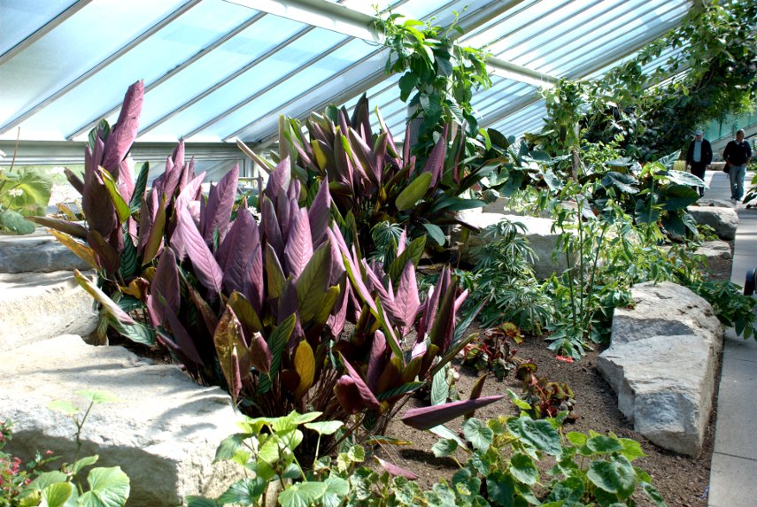 Colourful Plant Displays, Princess of Wales Conservatory, Kew Gardens, London, England, Great Britain