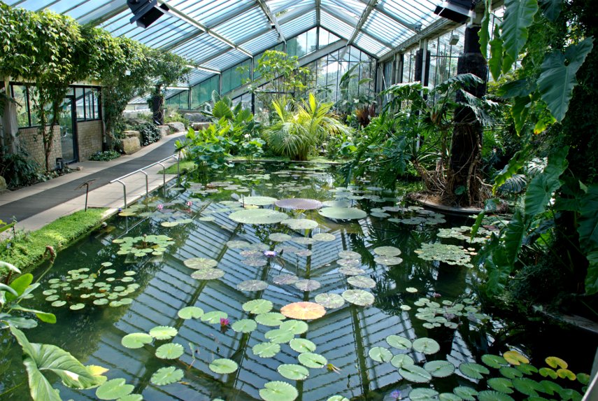 The Pond, Tropical Rain Forest Zone, Princess of Wales Conservatory, Kew Gardens, London, England, Great Britain