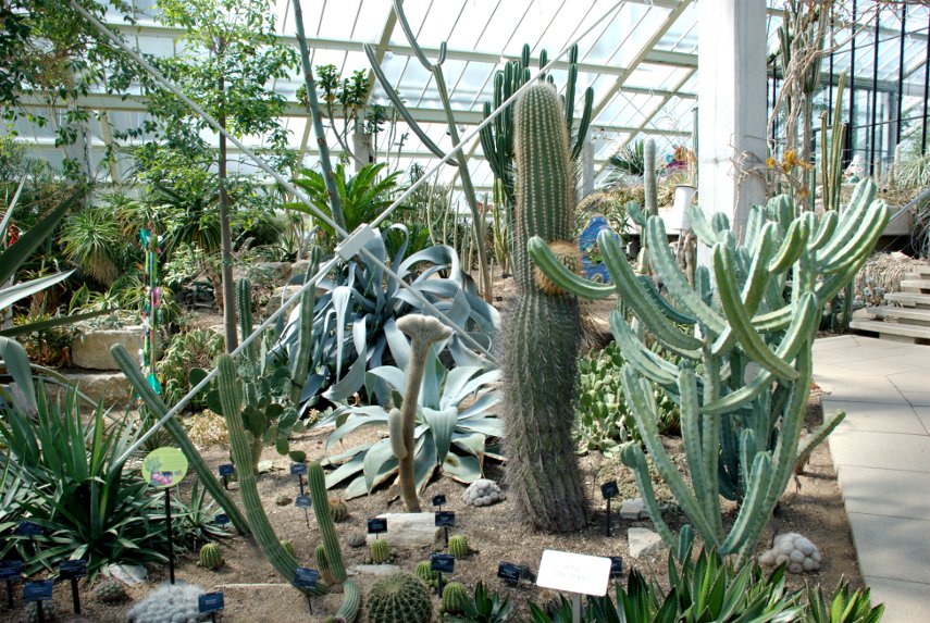The Tropical Desert Zone, Princess of Wales Conservatory, Kew Gardens, London, England, Great Britain