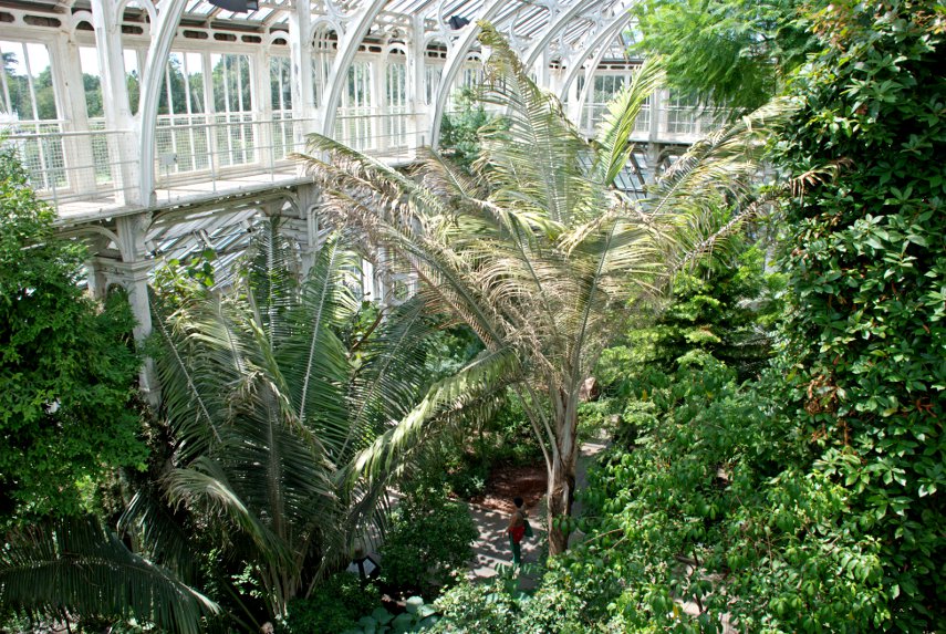 The View across the Trees, Temperate House, Kew Gardens, London, England, Great Britain