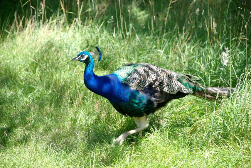 A Peacock near the Main Lake, Kew Gardens, London, England, Great Britain