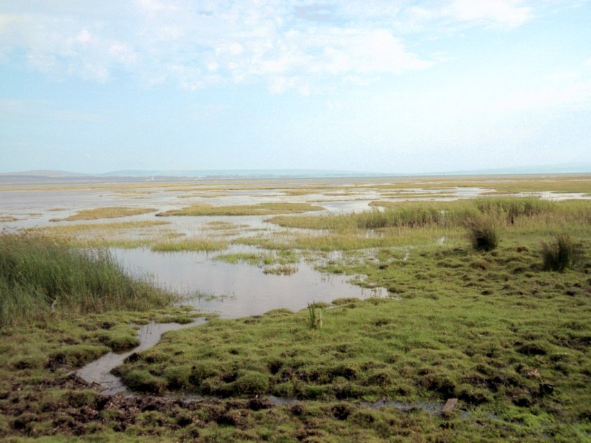 The Salt Marshes at low tide, New Forest, Hampshire, England, Great Britain