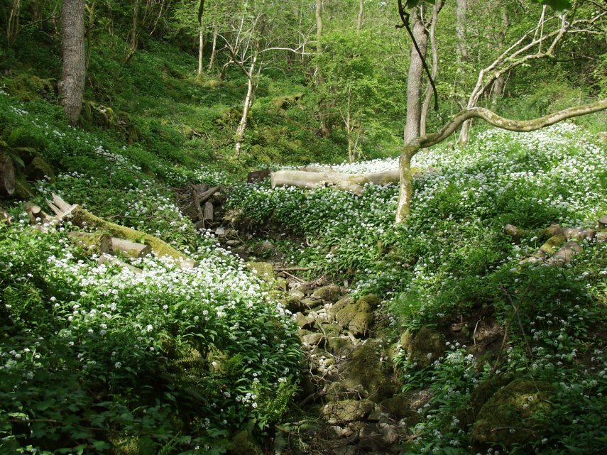 Ramsons (Wild Garlic),) Manifold Valley, Derbyshire, England, Great Britain