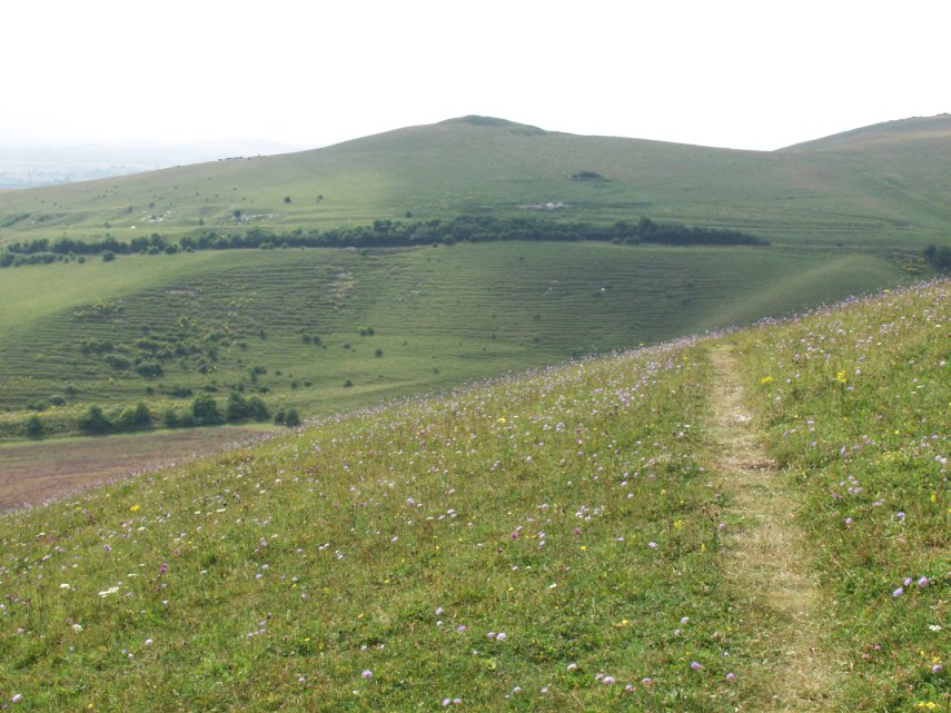 Chalk Grassland, Pewsey Down, Wiltshire, England, Great Britain