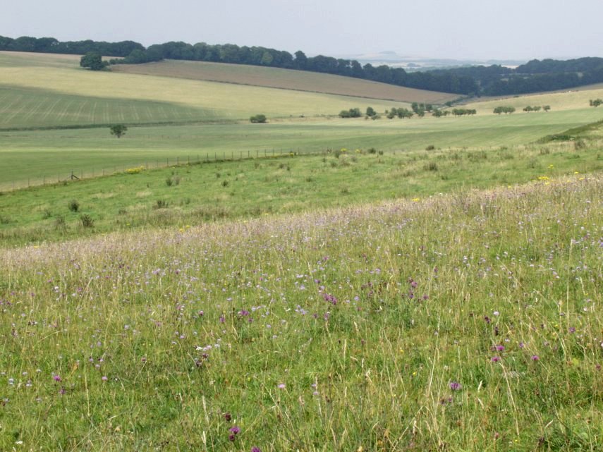 Scabious Flowers, Pewsey Down, Wiltshire, England, Great Britain