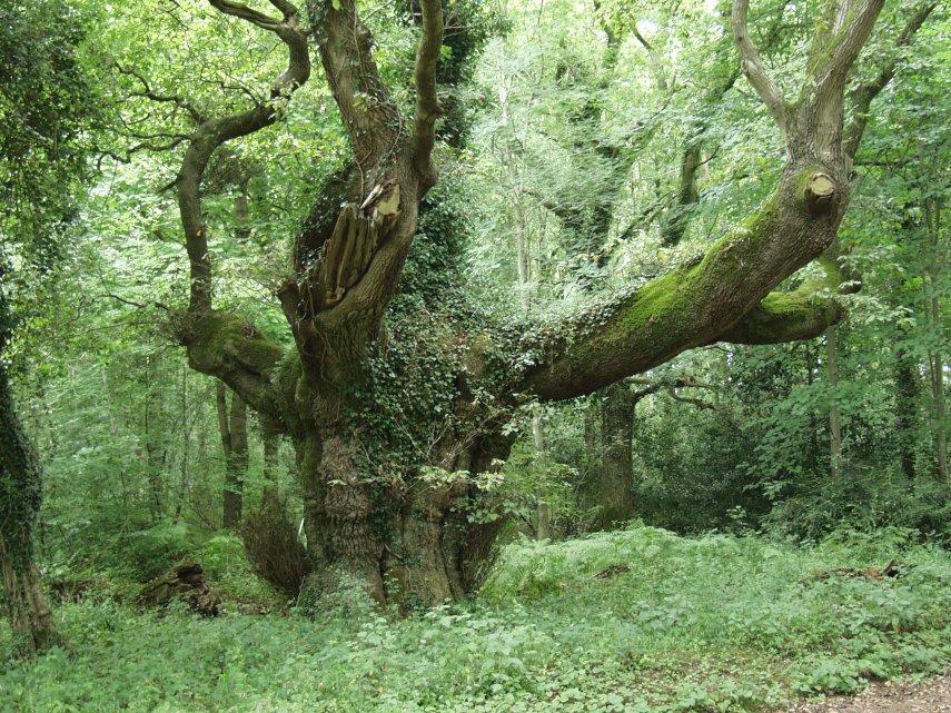 A large Oak Tree, Savernake Forest, Marlborough, Wiltshire, England, Great Britain