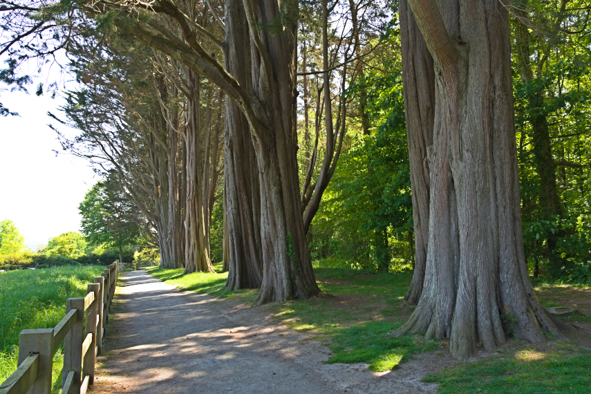 Trees, Plas Newydd, Menai Bridge, Bangor, Caernarfonshire, Wales, Great Britain