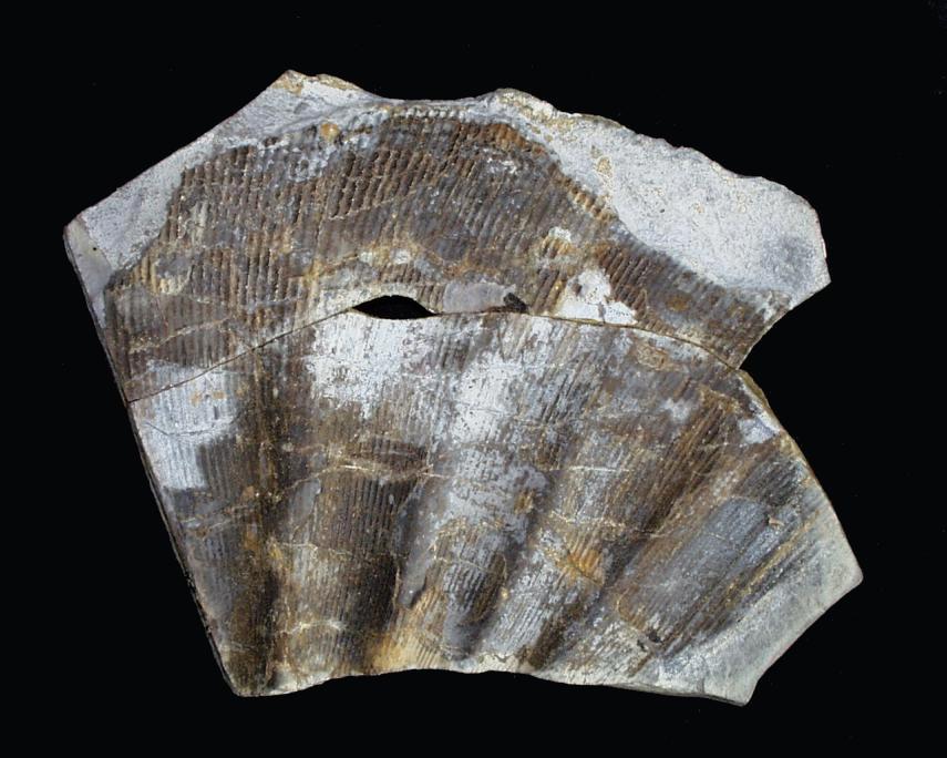 Photograph of an Ammonite fragment (Phylloceras sp.), North Yorkshire, England