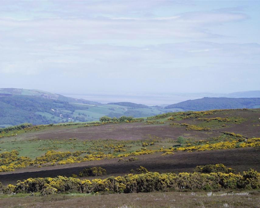 Photograph of Gorse