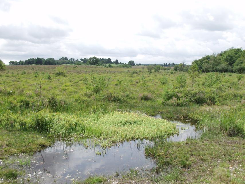Open Heathland, New Forest, Hampshire, England, Great Britain