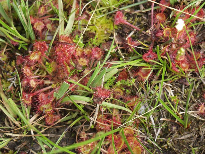 Common Sundew (Drosera rotundifolia), New Forest, Hampshire, England, Great Britain