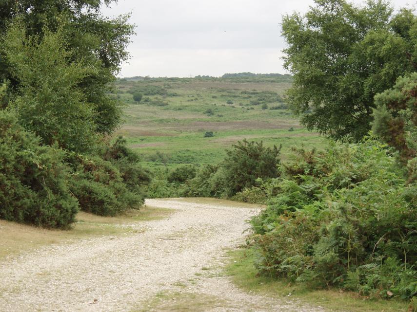 Godshill Ridge, New Forest, Hampshire, England, Great Britain