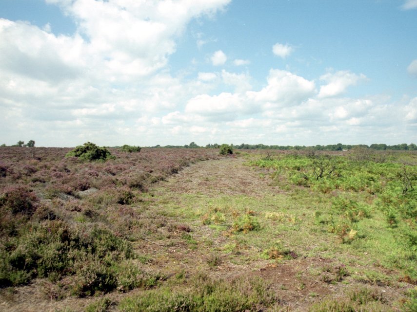Heather near Burley, New Forest, Hampshire, England, Great Britain