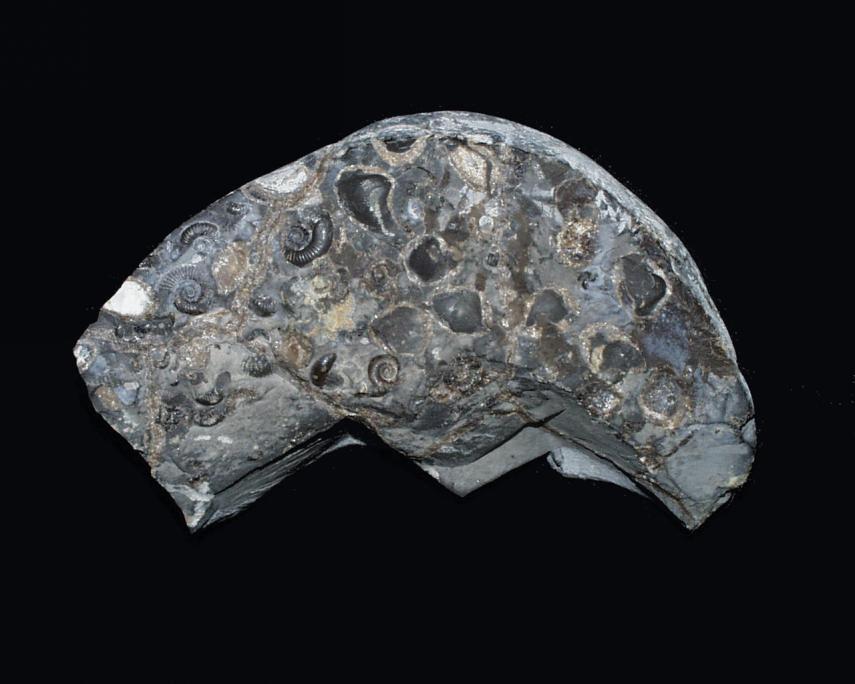 Photograph of a fossiliferous nodule from the Lias of North Yorkshire, England