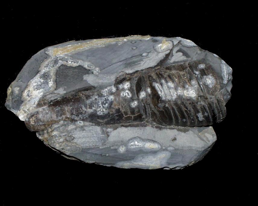 Photograph of a Phragmacone from the Lias, North Yorkshire, England