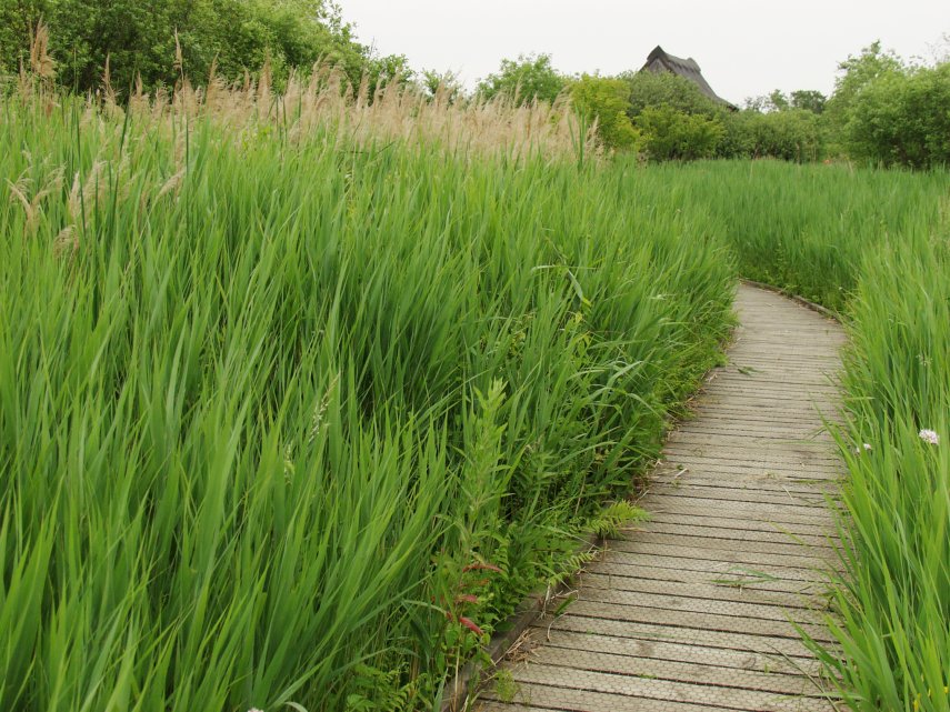 Norfolk Reed Bed, Ranworth, Norfolk, England, Great Britain