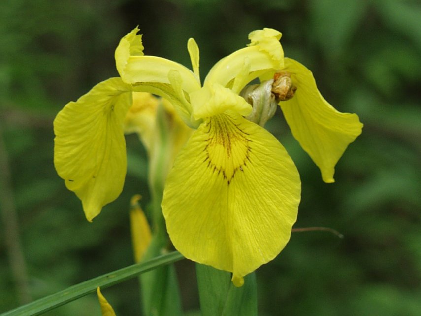 A Flag Iris, Ranworth, Norfolk, England, Great Britain