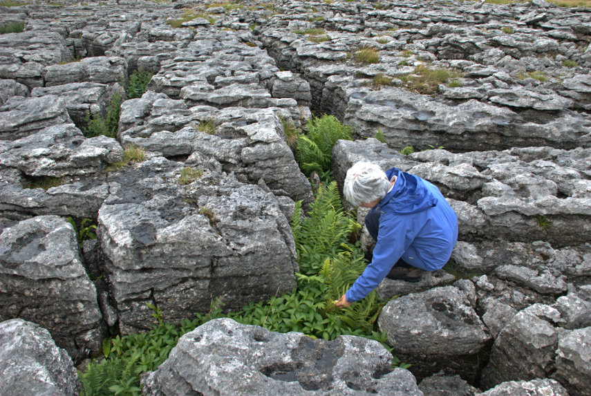 Little Asby Scar, Cumbria, England, Great Britain