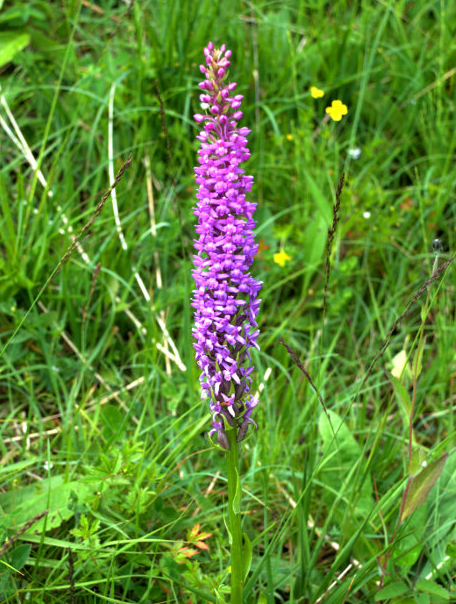 Orchid, Smardale Gill Viaduct Path, Ravenstonedale, Cumbria, England, Great Britain