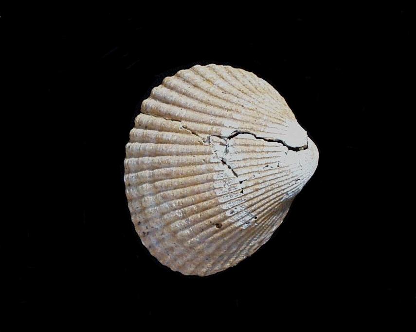 Photograph of a Lamellibranch from the Red Crag, Walton-on-the-Naze, Essex, England