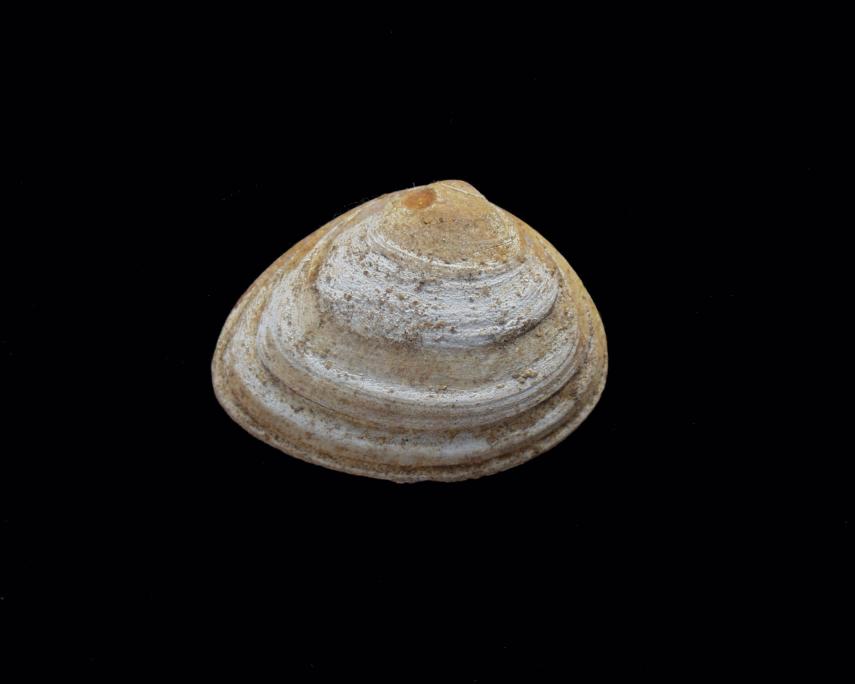 Photograph of a Lamellibranch from the Red Crag, Walton-on-the-Naze, Essex, England