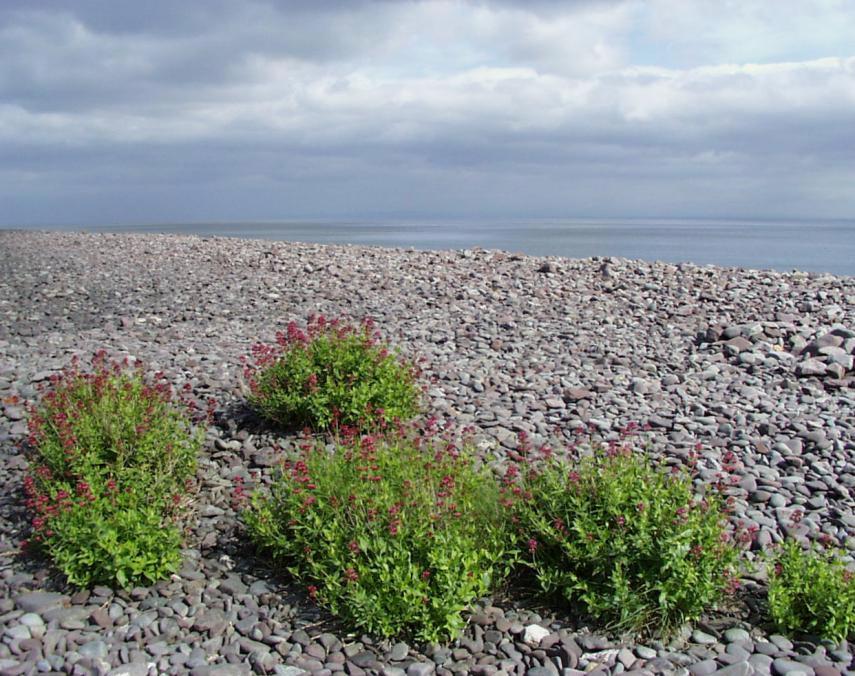 Photo of Red Valerian