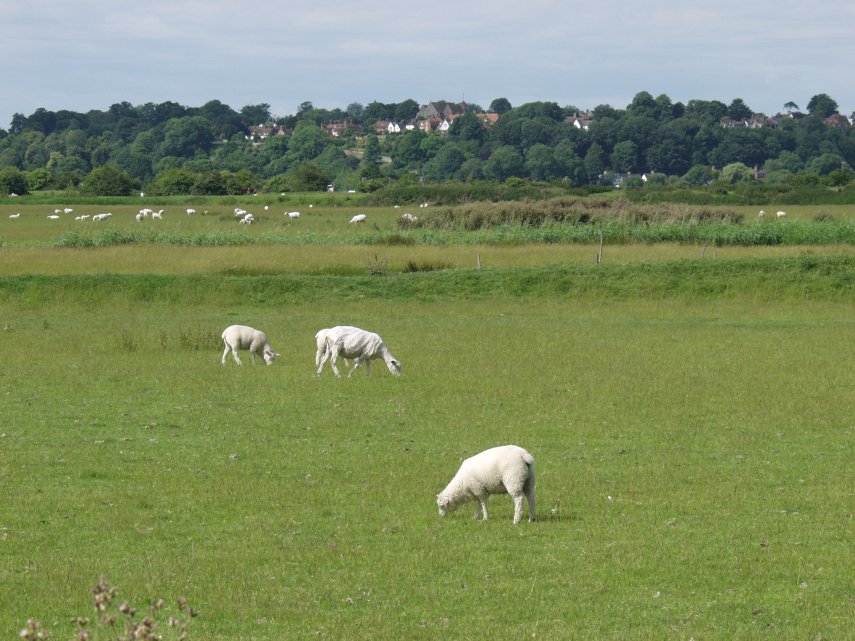Winchelsea from Rye Harbour, Rye, Sussex, England, Great Britain