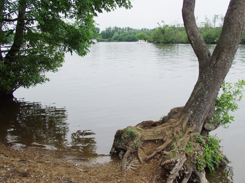 Salhouse Broad, Salhouse, Norfolk, England, Great Britain