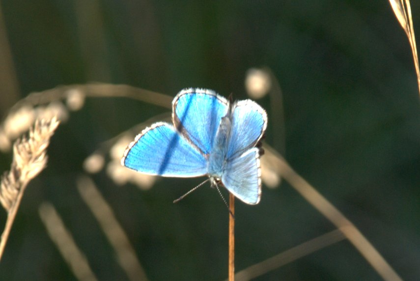 An Adonis Blue butterfly, Figsbury Ring, Salisbury, Wiltshire, England, Great Britain