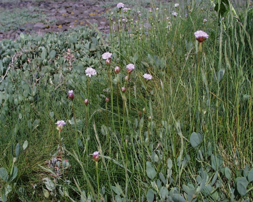 Photograph of Sea Thrift