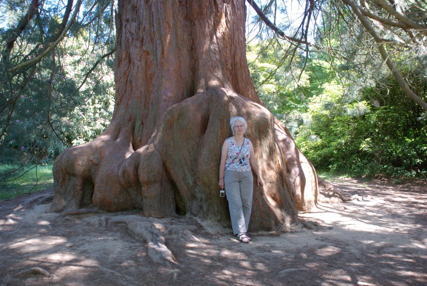 A very large Tree, Sheffield Park Gardens, Sheffield Park, Sussex, England, Great Britain