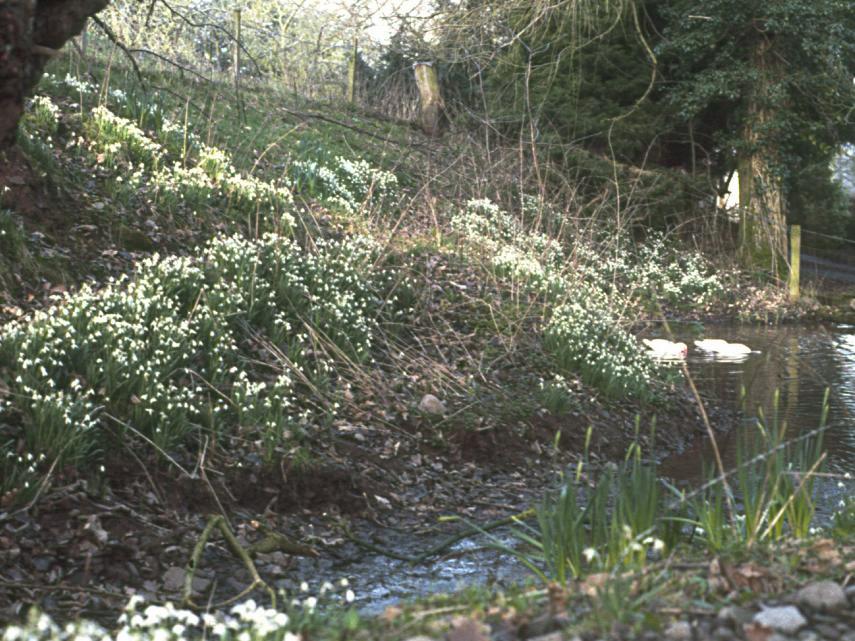 Photos - Snowdrops