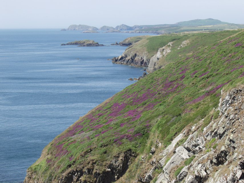 Patches of Bell Heather, Solva, St. David's, Pembrokeshire, Wales, Great Britain