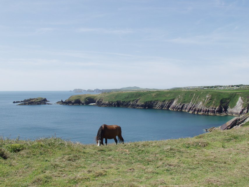 Welsh Mountain Ponies, Solva, St. David's, Pembrokeshire, Wales, Great Britain