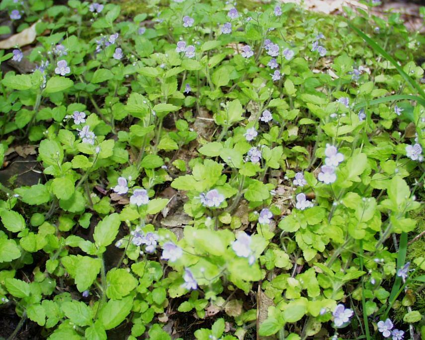 Photo of Wood Speedwell