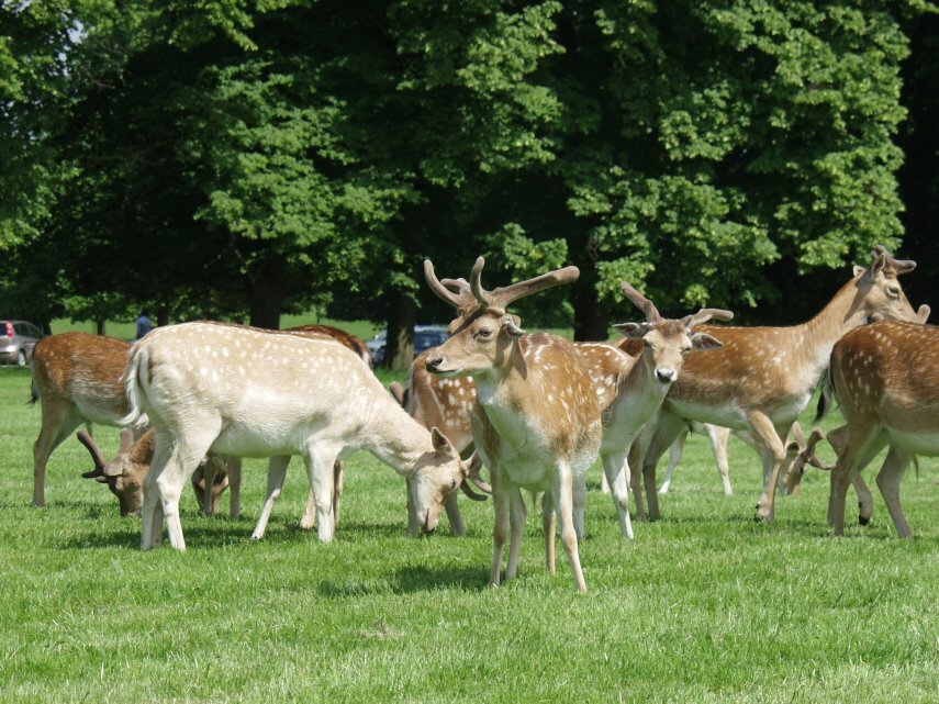 Fallow Deer, Burghley House, Stamford, Lincolnshire, England, Great Britain