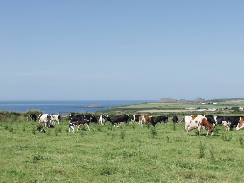 Near St. Nons, St. David's, Pembrokeshire, Wales, Great Britain