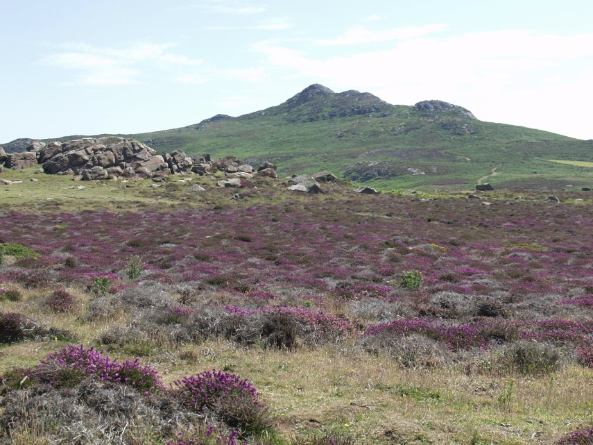 A large area of Bell Heather, St. David's, Pembrokeshire, Wales, Great Britain