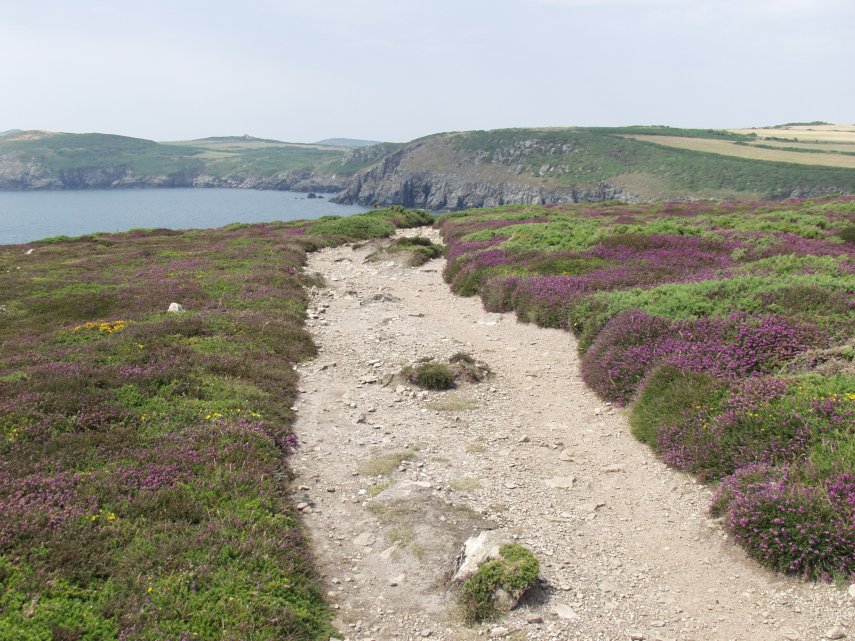 Porthlysgi Bay, St. David's, Pembrokeshire, Wales, Great Britain
