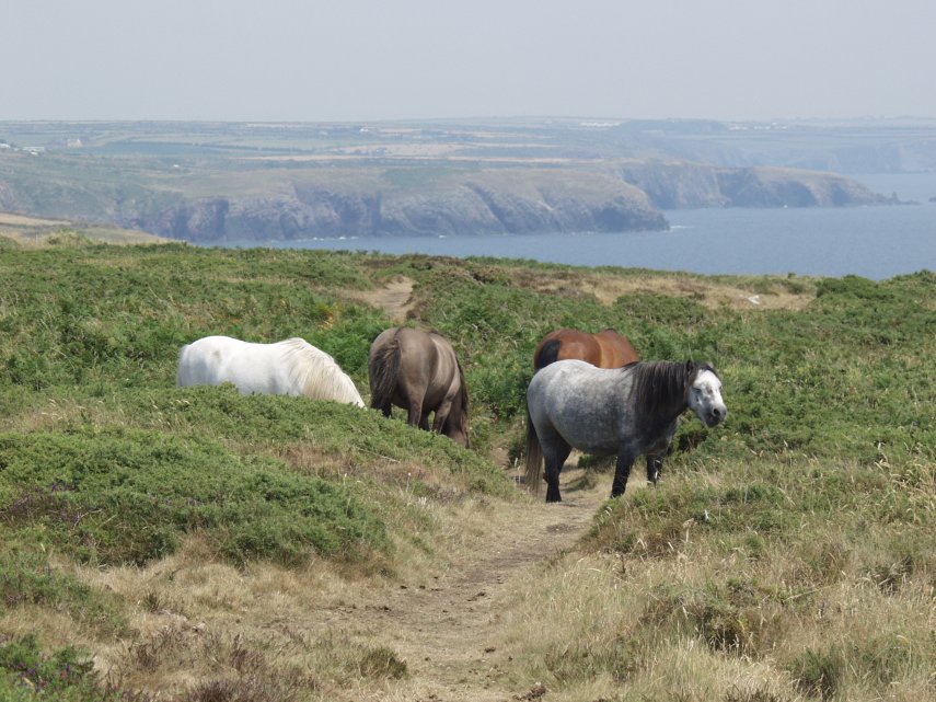 Welsh Mountain Ponies, St. David's, Pembrokeshire, Wales, Great Britain