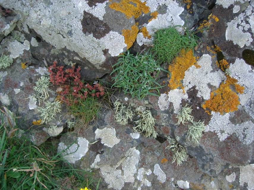 Lichen, St. David's, Pembrokeshire, Wales, Great Britain