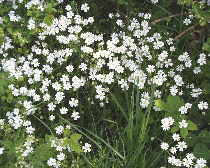 Greater Stitchwort (Stellaria holostea), Tiptree, Essex, England, Great Britain
