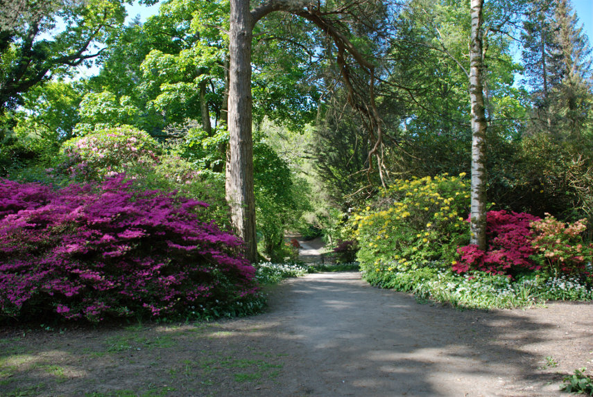 Paths, Trees & Flowers, Clyne Gardens, Swansea, Glamorgan