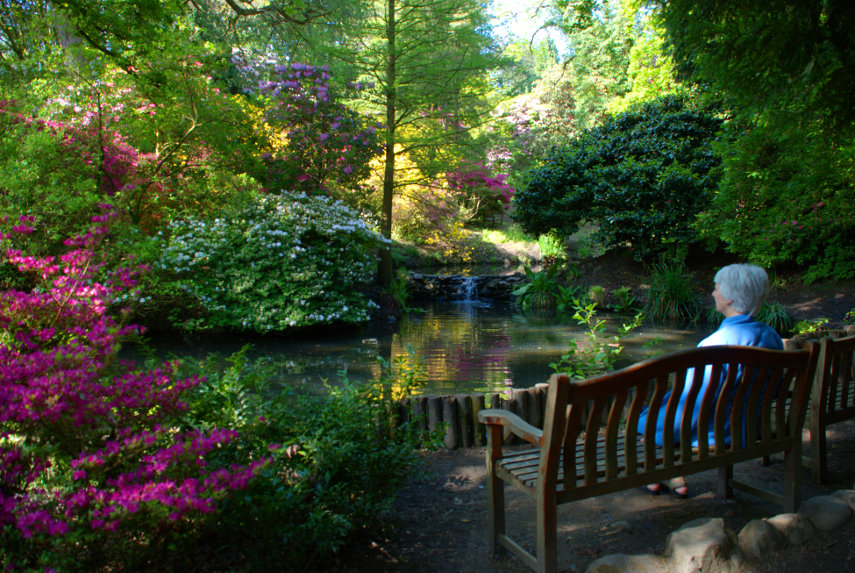 Secluded Pond, Clyne Gardens, Swansea, Glamorgan