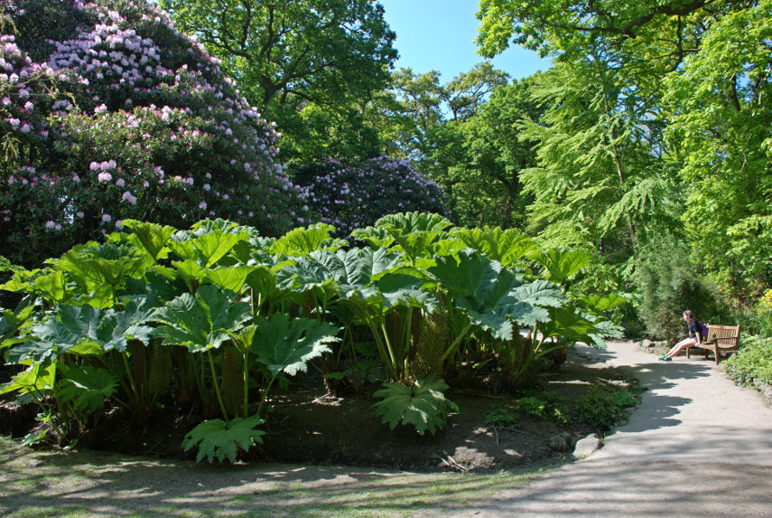 Gunnera plants, Clyne Gardens, Swansea, Glamorgan