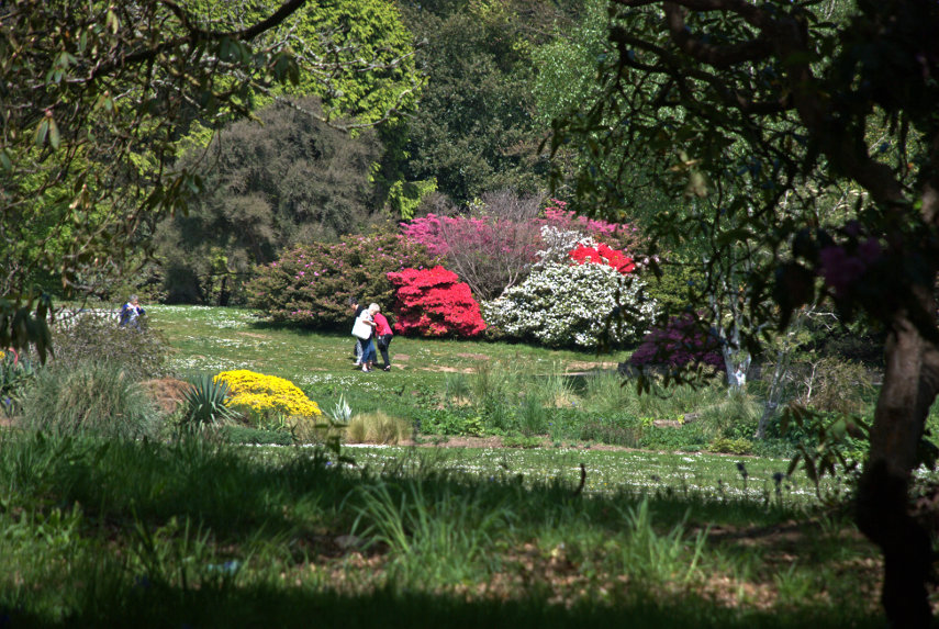 Rhododendrons & Azaleas, Clyne Gardens, Swansea, Glamorgan