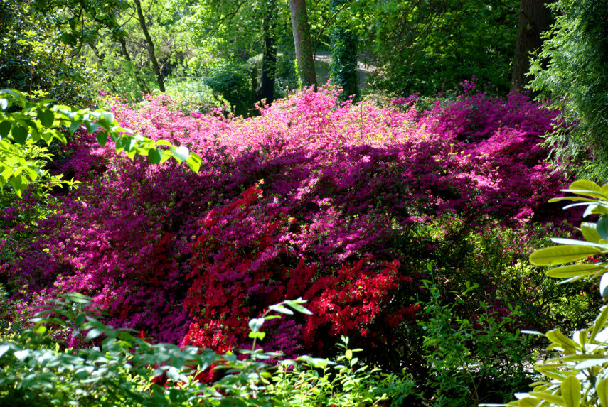Gardens - Scene showing Clyne Gardens