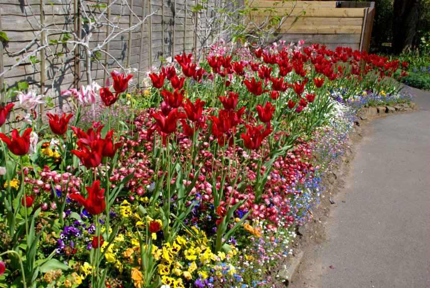 Tulips and other flowers, Singleton Botanic Gardens, Swansea, Glamorgan,, Wales, Great Britain