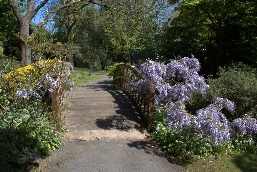 Wisteria, Singleton Botanical Gardens, Swansea, Glamorgan